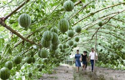大爱德清民间设奖二十载，农业发展焕发新活力