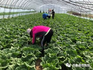 开鲁县农畜产品质量安全中心 严把端午“入口关”，筑牢农产品质量安全防线