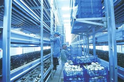 鲜货冷贮常热销 好货丰产卖好价——全国农产品仓储保鲜冷链设施建设现场交流会议在甘肃举办之际